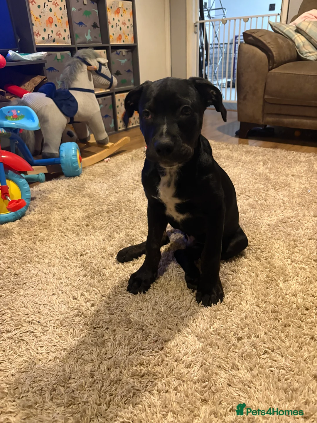 Mixed Breed dogs for sale: Buck! Rotti cross  in Trowbridge - Advert 2