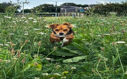 Mixed Breed dogs for sale: Ready for Adoption - Image 2