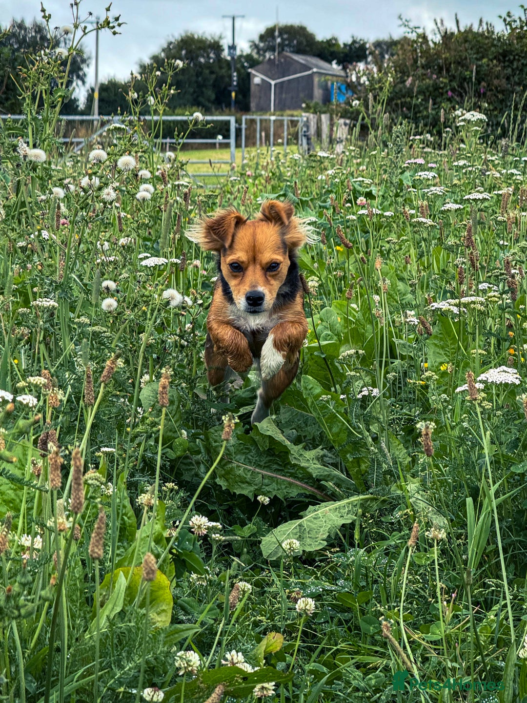 Mixed Breed dogs for sale: Ready for Adoption - Image 2