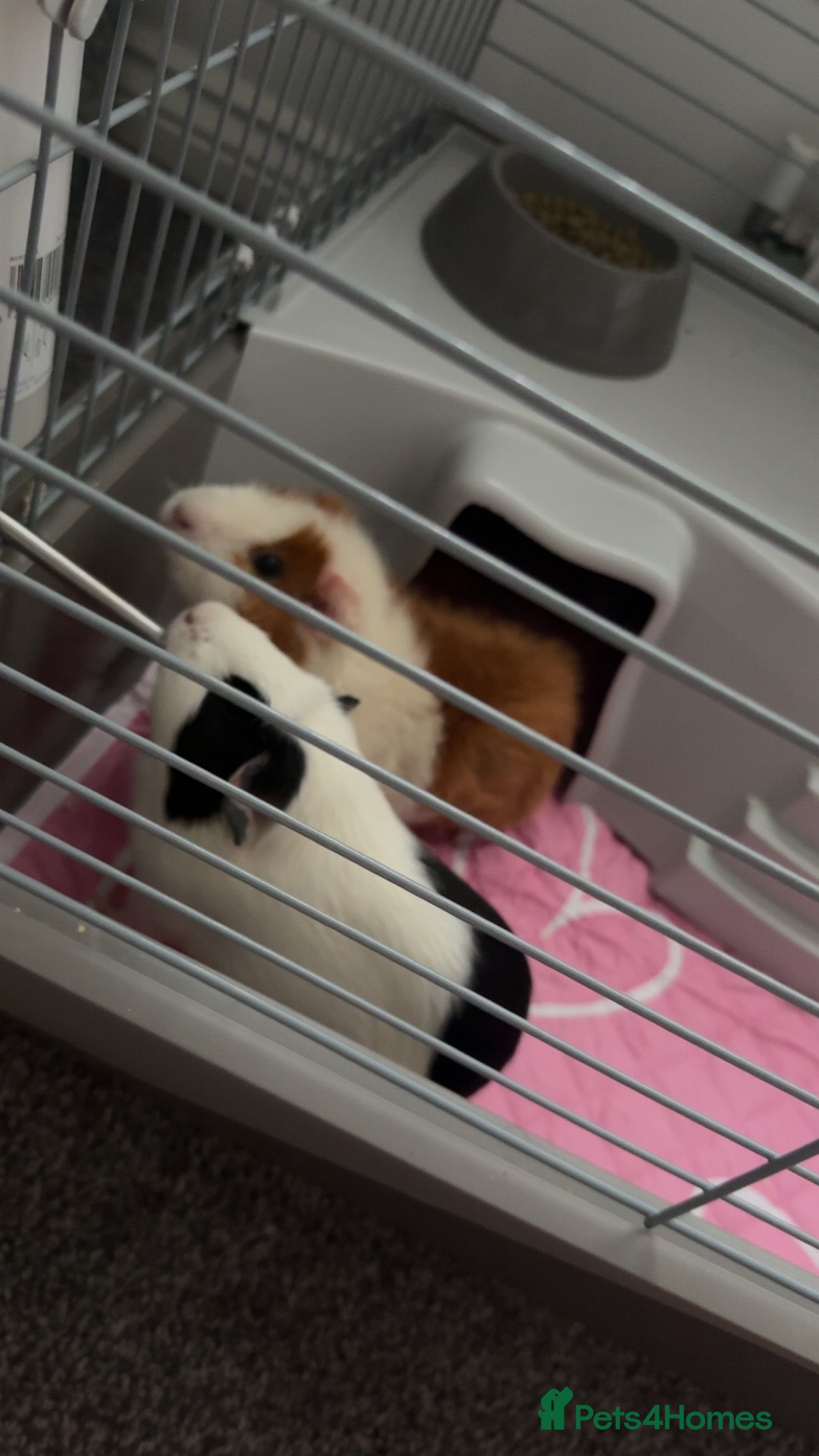 Guinea Pig rodents Guinea pigs female - Advert 2