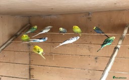 Budgerigars birds for sale: Budgie colony (nice mixture of colours) - Image 1