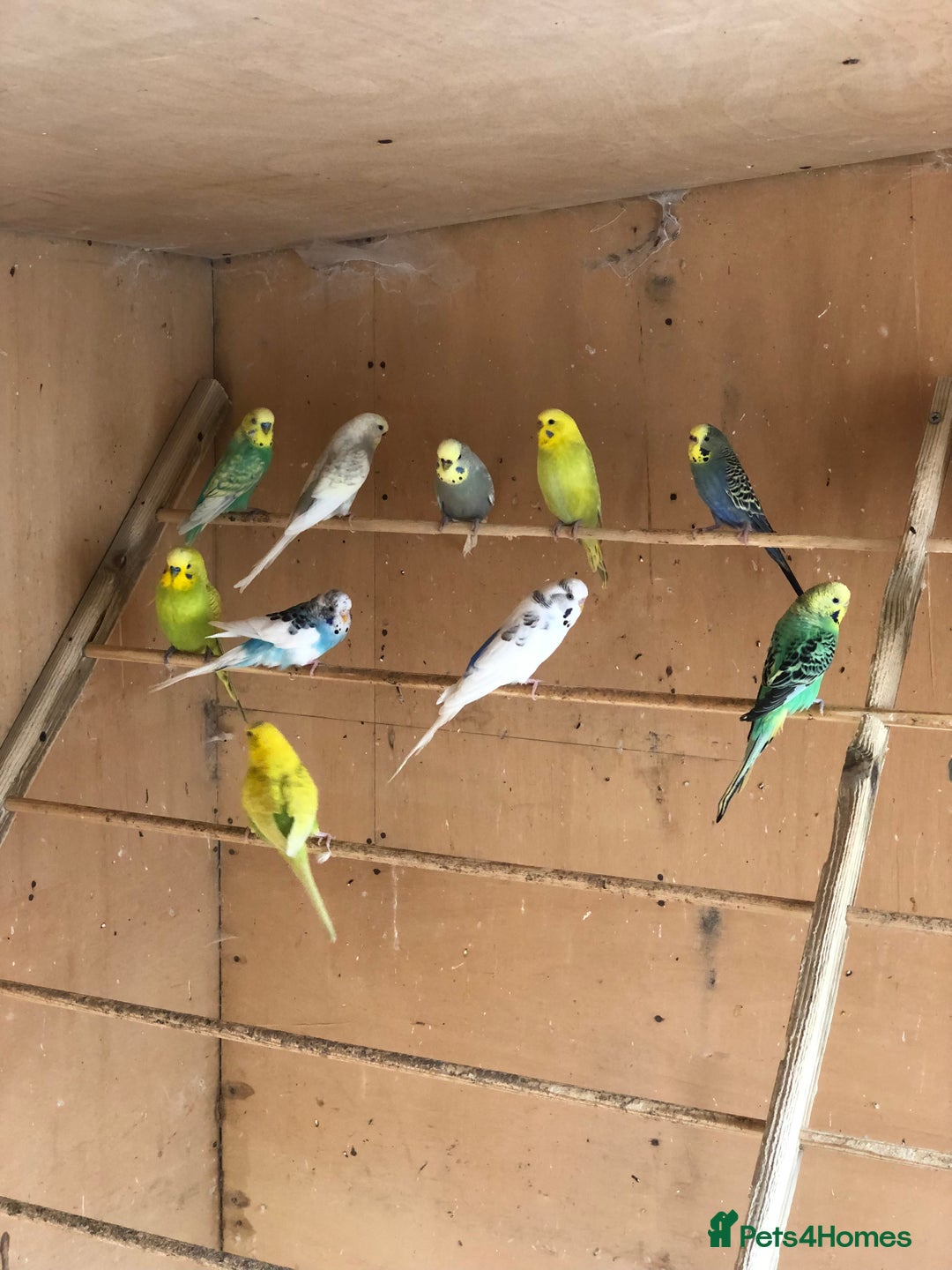 Budgerigars birds for sale: Budgie colony (nice mixture of colours) - Image 1