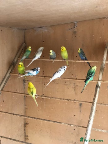 Budgerigars birds - Advert 2
