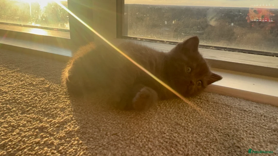 British Shorthair cats for sale: Rare colour chocolate BSH  - Advert 2