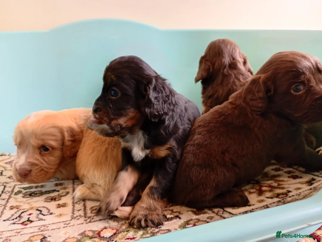 Cockapoo dogs for sale: P,r,a tested clear cockapoo F1 - Advert 25