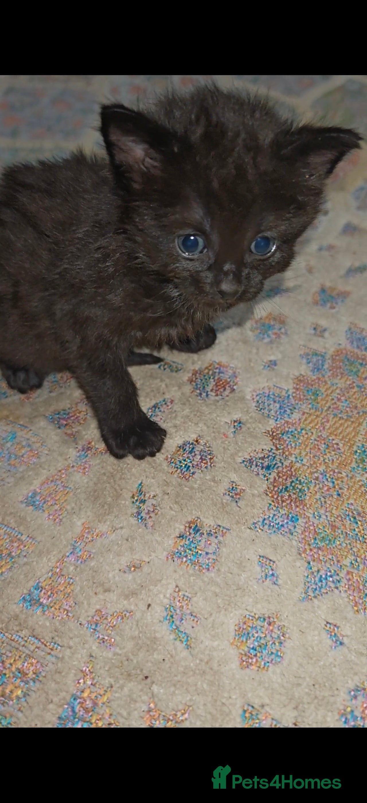 Mixed Breed cats Beautiful kittens  - Advert 2