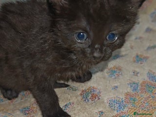 Mixed Breed cats Beautiful kittens - Advert 5