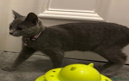 Russian Blue cats for sale: Russian Blue Kittens - Image 21