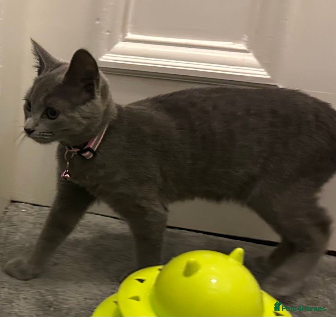 Russian Blue cats for sale: Russian Blue Kittens - Image 21