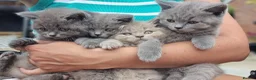 British Shorthair cats for sale: Amazing British Shorhair kittens for sale!!! - Advert 6