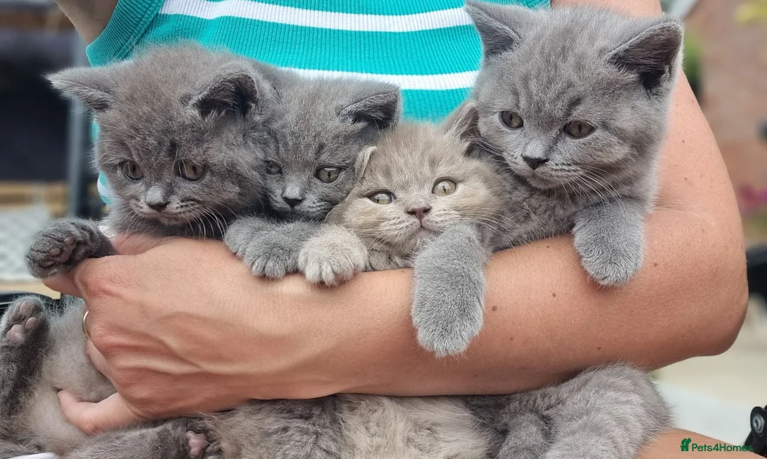 British Shorthair cats for sale: REDUCED PRICE available BSH kittens!!! - Advert 2