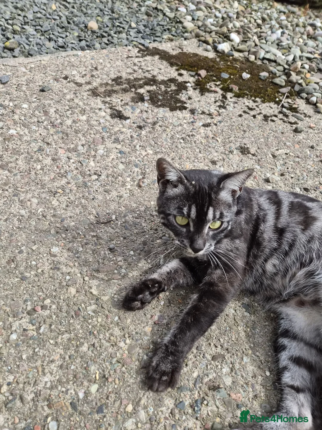 Bengal cats for sale: Pedigree Female Bengal for rehome. - Advert 3