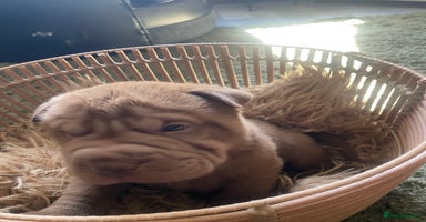 Shar Pei dogs - Advert 3
