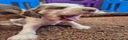 Cocker Spaniel dogs for sale: KC registered show type cocker spaniels  - Advert 24