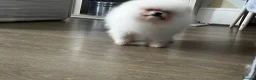 Pomeranian dogs for sale:     Luxury White Pomeranian Puppies  - Advert 6
