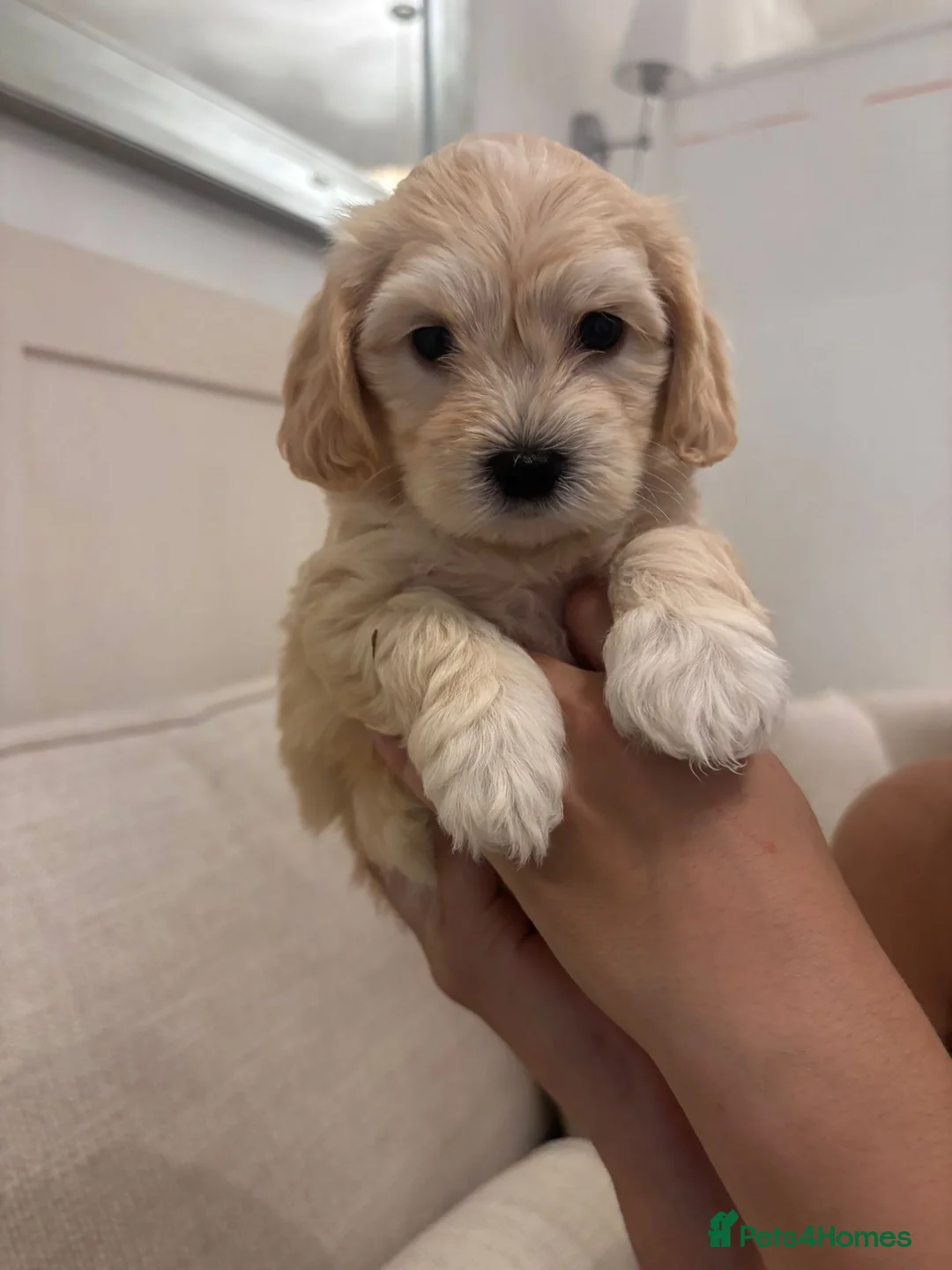 Maltipoo dogs for sale: 6 maltipoo champagne coloured puppies  - Advert 2