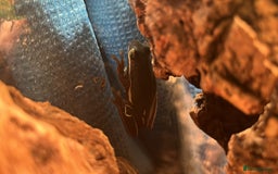 Frog reptiles for sale: 3 American green tree frogs - Image 2
