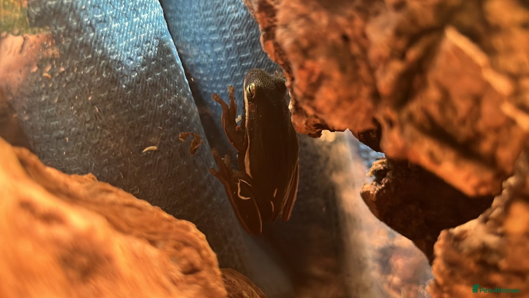 Frog reptiles for sale: 3 American green tree frogs - Image 2
