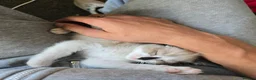 Mixed Breed cats for sale: Gorgeous seal point  in Walsall - Advert 7