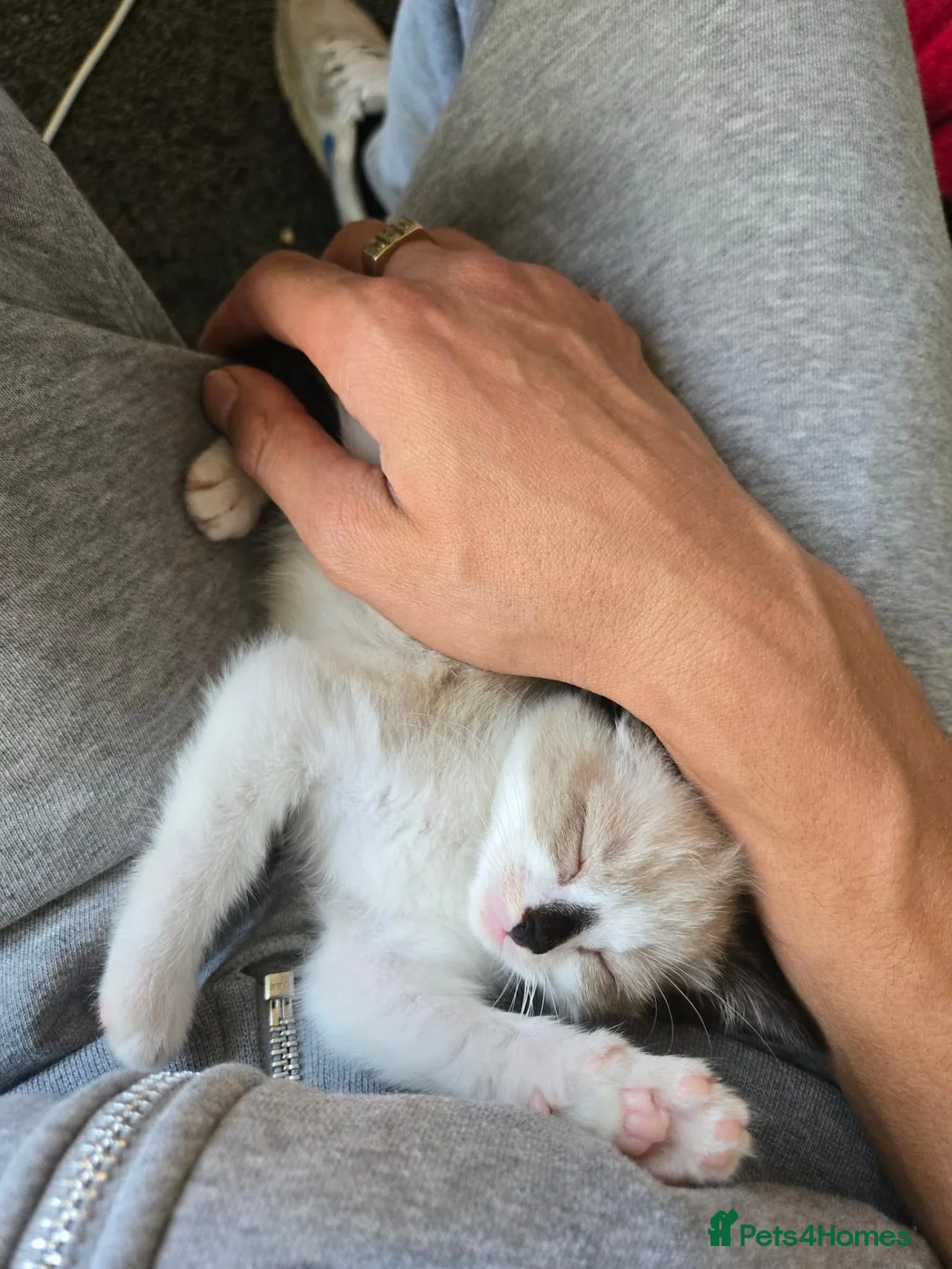 Mixed Breed cats for sale: Gorgeous seal point  in Walsall - Advert 7