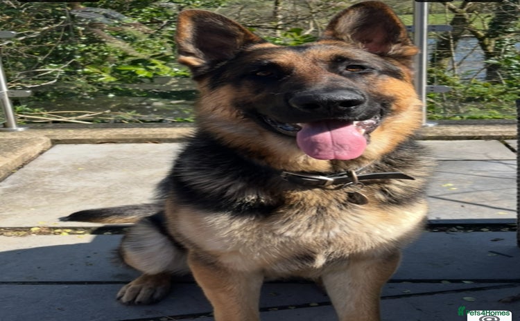 German Shepherd dogs in Welshpool - Advert 1