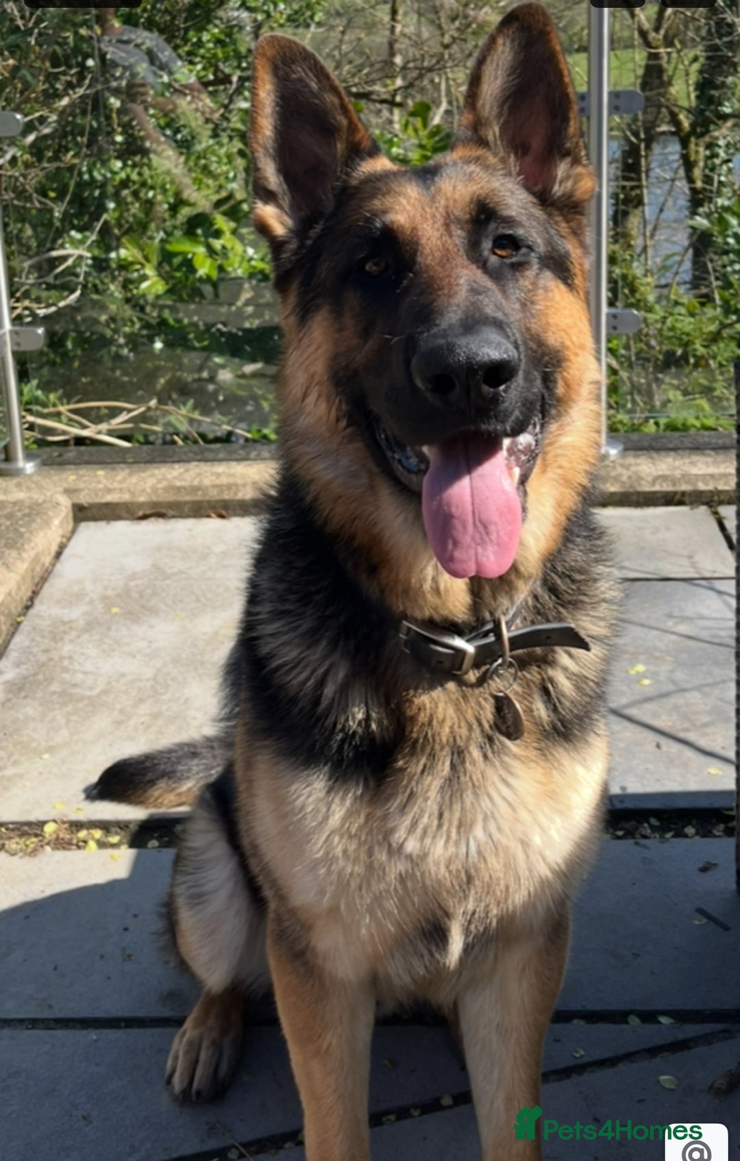 German Shepherd dogs for stud: Kc Reg fully health tested German Shepherd Stud  in Welshpool - Image 1