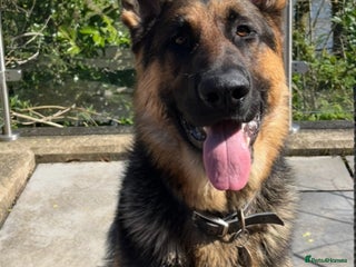 German Shepherd dogs in Welshpool - Advert 7