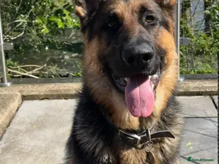 German Shepherd dogs KC Reg German Shepherd Proven Stud in Welshpool - Advert 16