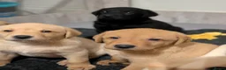 Labrador Retriever dogs for sale: Good, chunky, active and lively Labrador Puppies - Advert 8