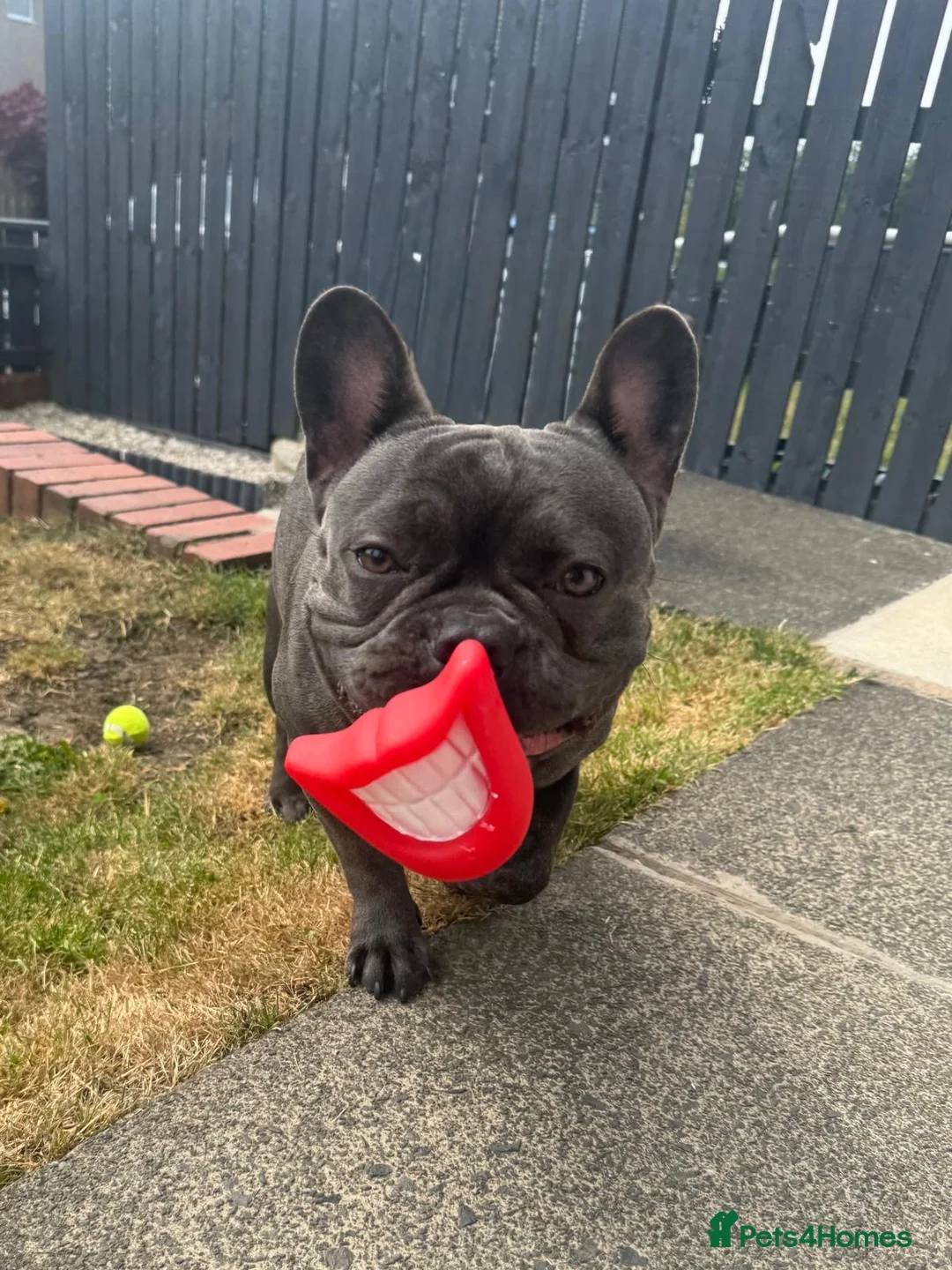 French Bulldog dogs for stud: Blue French Bulldog For Stud  - Advert 7