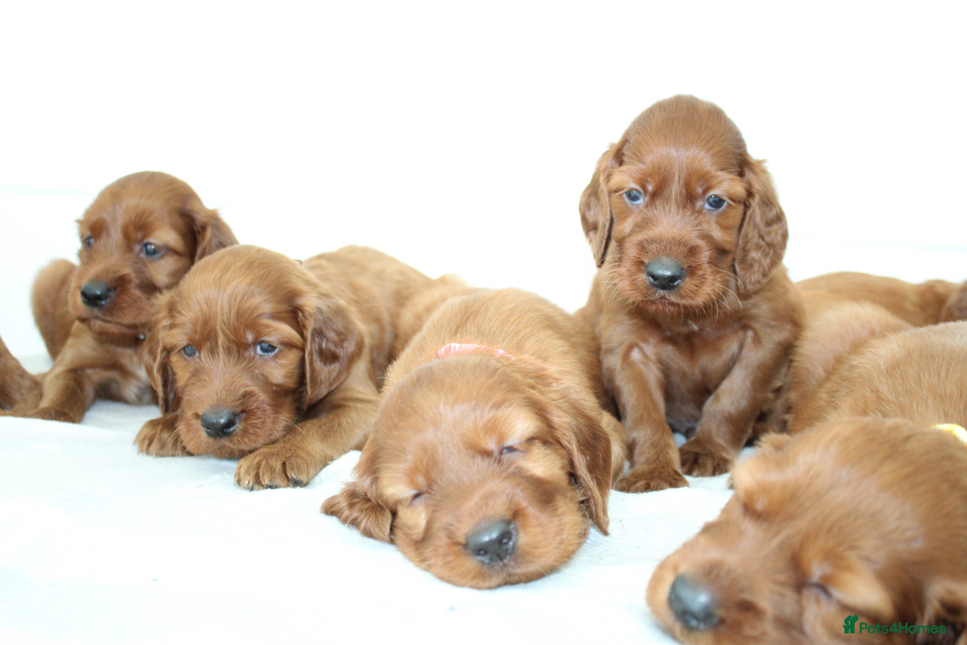 Irish Setter dogs Beautiful Irish setter puppies  - Advert 1