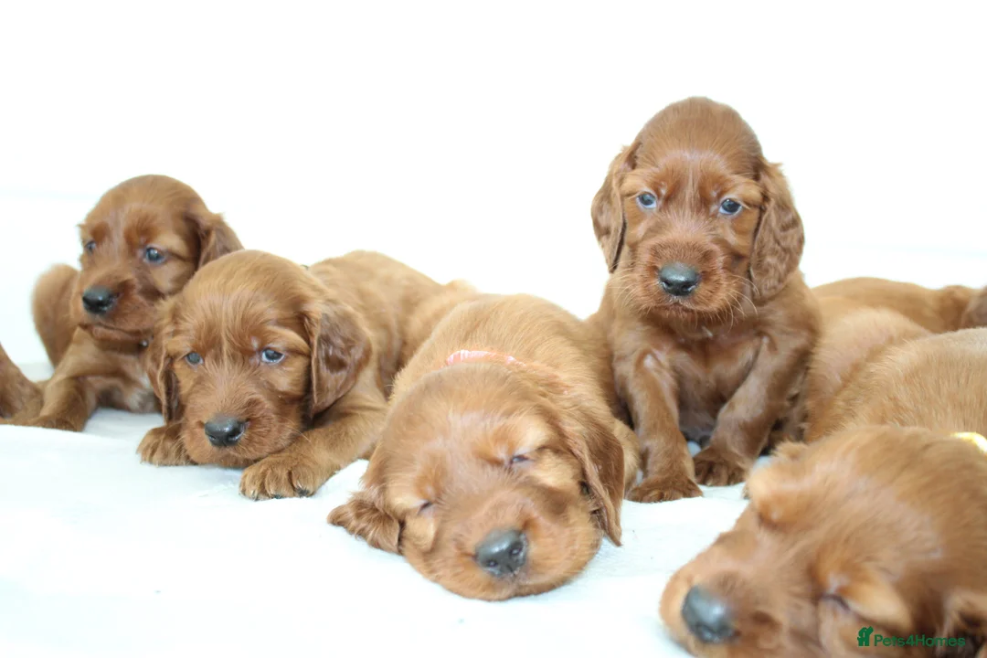 Irish Setter dogs for sale: Beautiful Irish setter puppies  - Advert 6