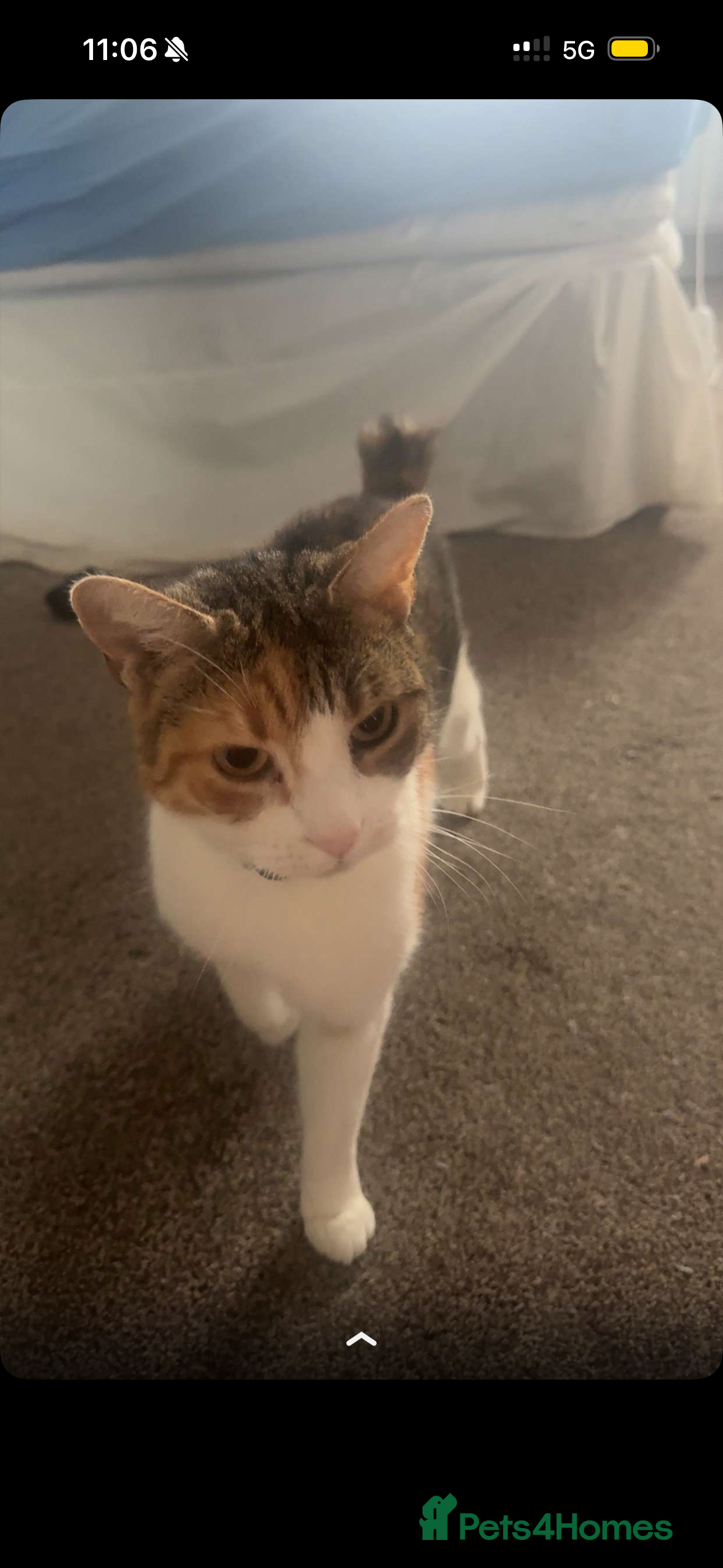 Mixed Breed cats Looking for a loving home for Rosie  - Advert 4