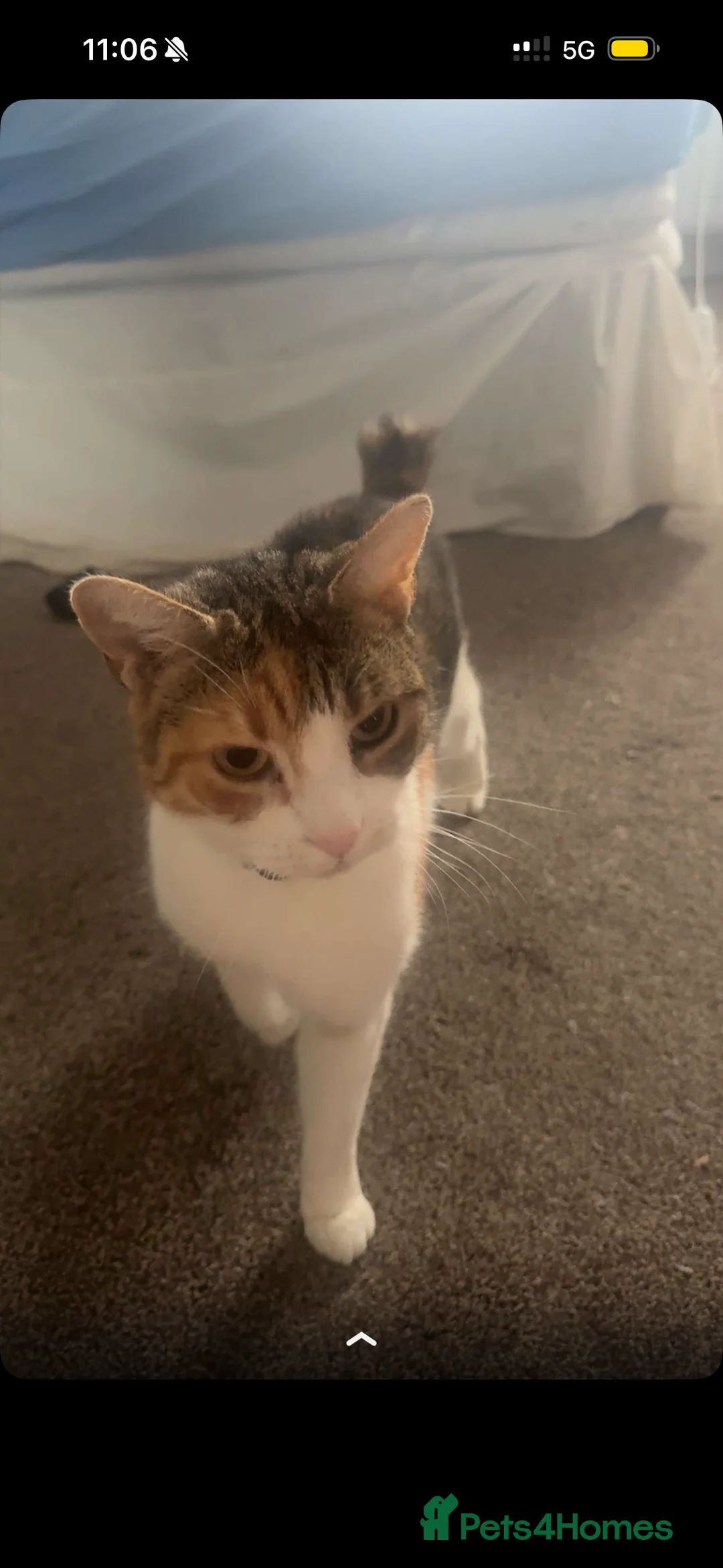 Mixed Breed cats for sale: Looking for a loving home for Rosie  - Advert 1