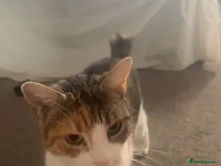 Mixed Breed cats Looking for a loving home for Rosie - Advert 4