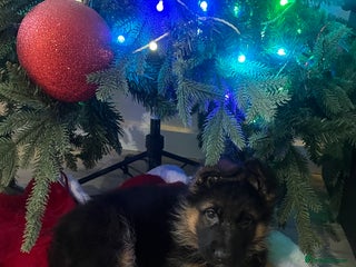 German Shepherd dogs Outstanding long haired Gsd pups for sale - Advert 14