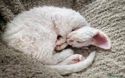 Devon Rex cats for sale: 🤍 Devon Rex Boy 🤍 Ready Soon - Image 4