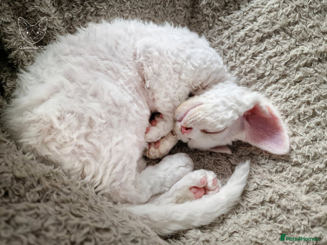 Devon Rex cats for sale: 🤍 Devon Rex Boy 🤍 Ready Soon - Image 4