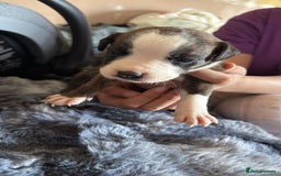 Mixed Breed dogs for sale: Puppies - Image 2