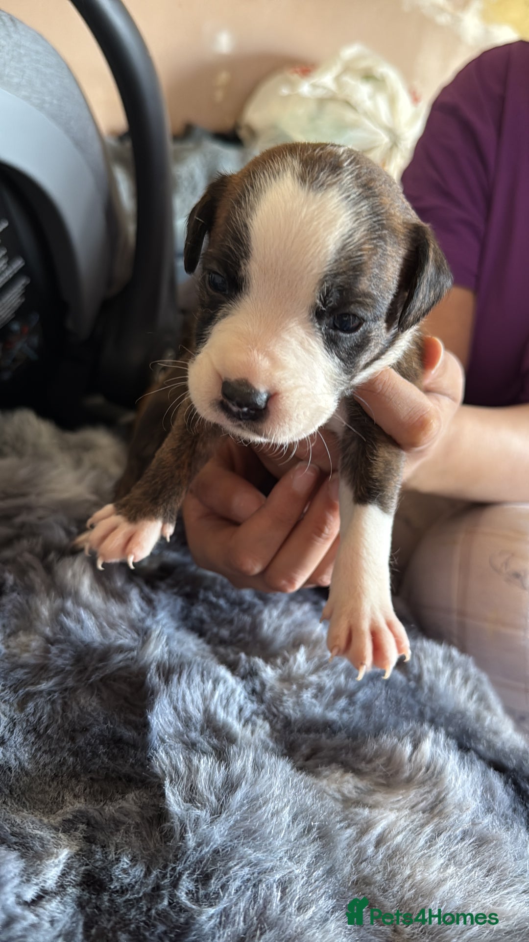 Mixed Breed dogs for sale: Puppies - Image 2