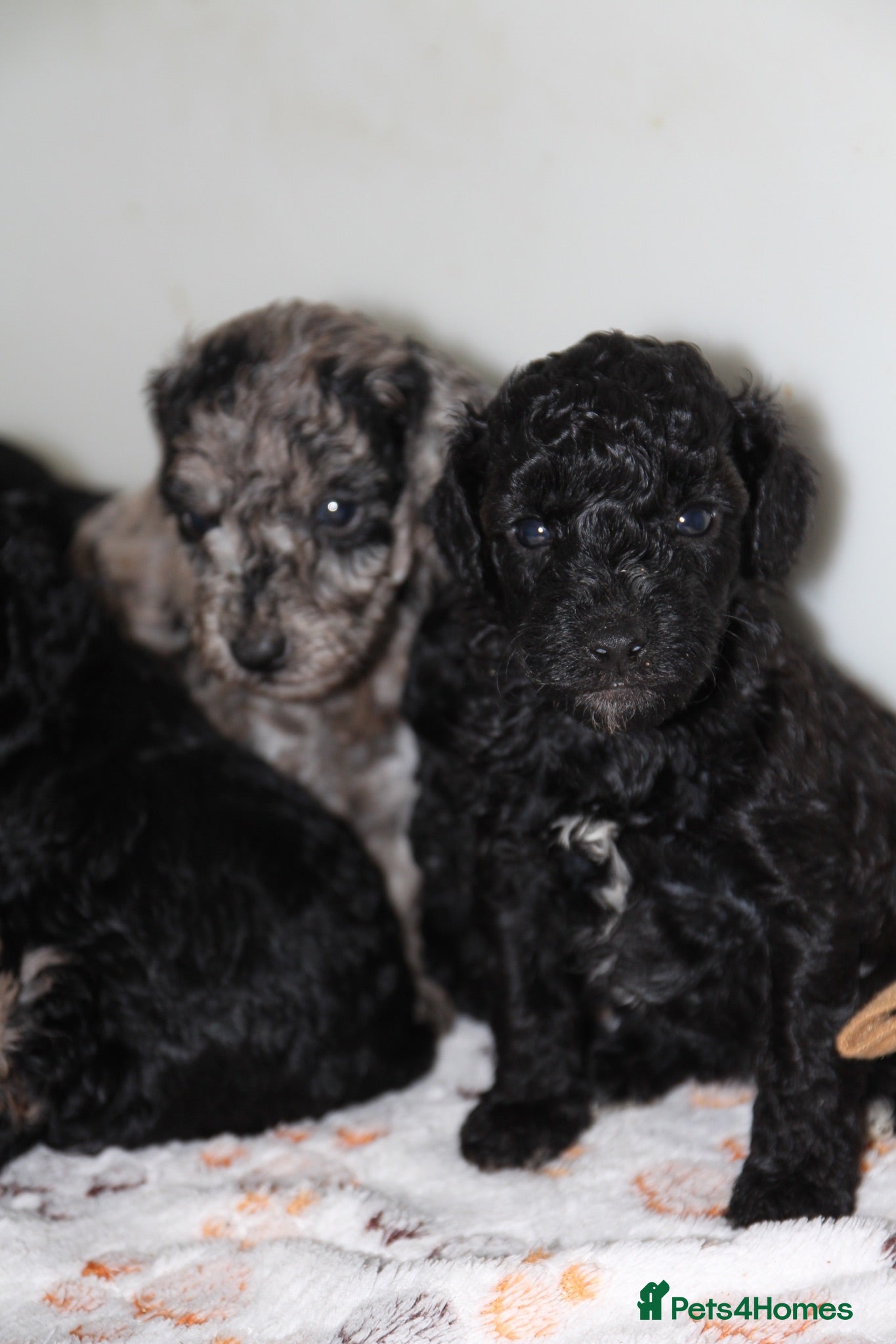 Miniature Poodle dogs Beautiful miniature poodle puppies  - Advert 8