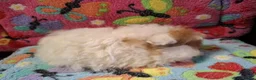 Guinea Pig rodents for sale: Baby Boars In Different Breeds  - Advert 6