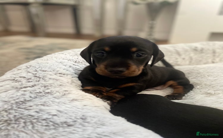 Dachshund dogs - Advert 4