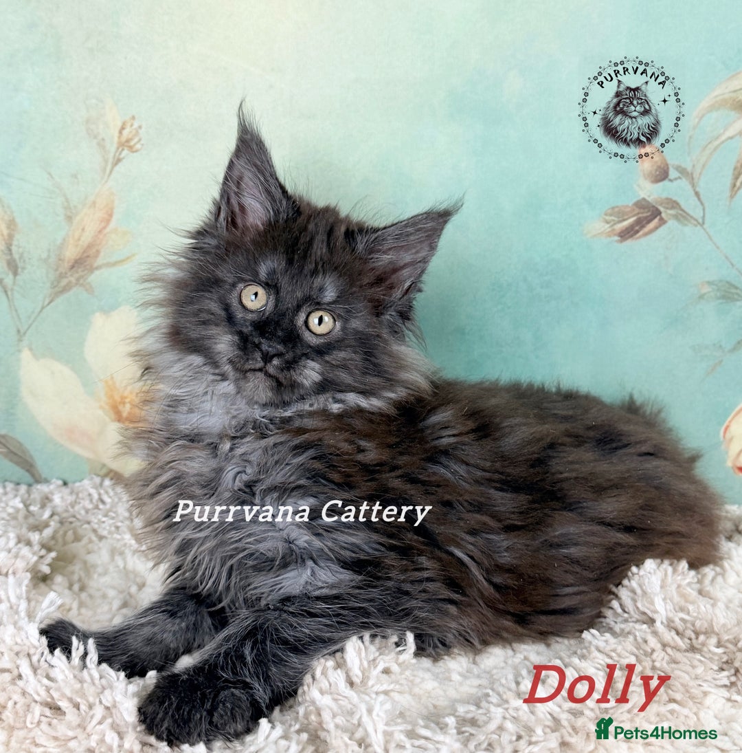 Maine Coon cats for sale: TICA registration Adorable Maine coon kittens - Advert 2