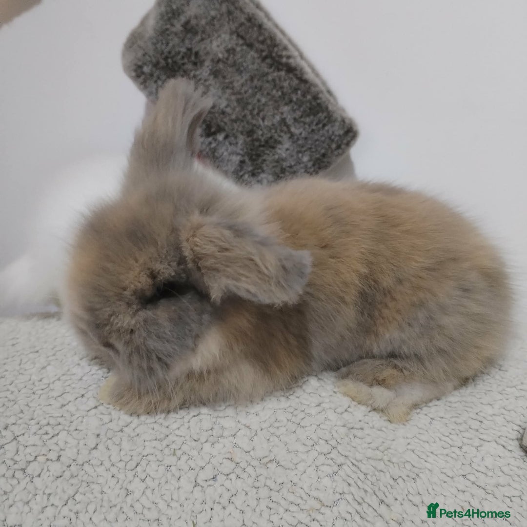 Lionhead rabbits for sale: Pure Breed Fluffy Double Mained LionHead Kits - Advert 4