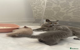 British Shorthair cats for sale: GCCF registered Champion bloodline BSH kittens - Image 23