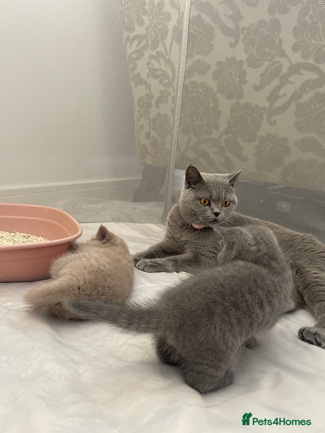 British Shorthair cats for sale: GCCF registered Champion bloodline BSH kittens - Image 23