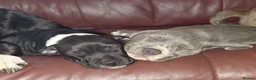 Staffordshire Bull Terrier dogs for sale: Blue staffy  in Clydebank - Advert 4