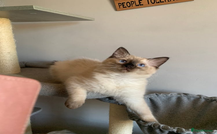 Ragdoll cats in Dartford - Advert 11