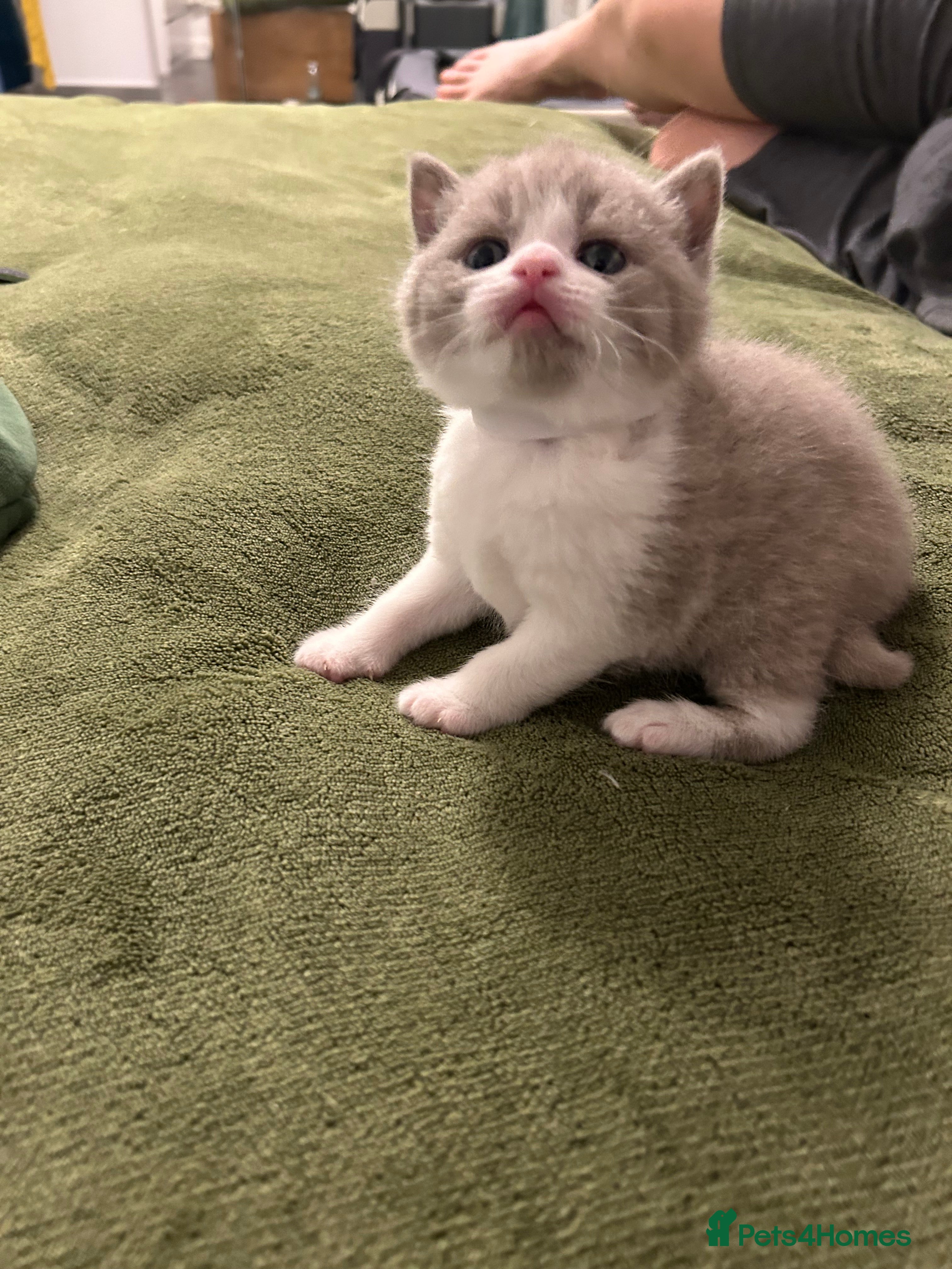 British Shorthair cats BSH Litter of 4 kittens 💙🧡💛💜 - Advert 5